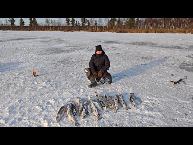 Мы снова на льду, ловим щуку на жерлицы.