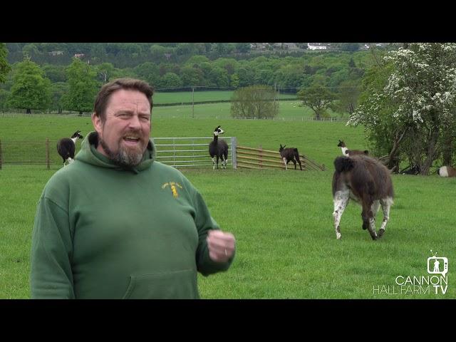 All about Llamas - Cannon Hall Farm