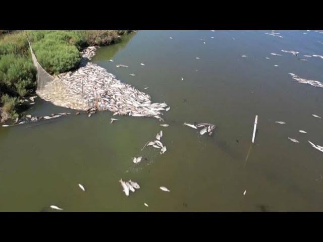 WATCH: Masses of fish die-off at lagoon in Italy