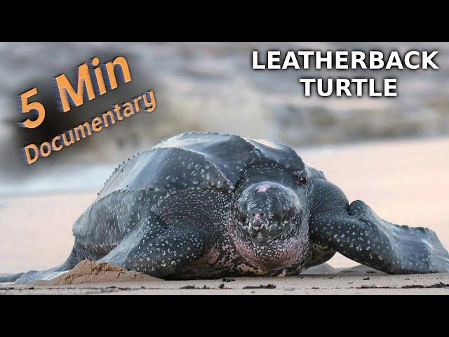 Leatherback Turtle - 5 Minute Documentary