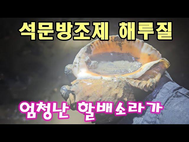 석문방조제 엄청난 할배소라가 낙지는 덤으로 #해루질