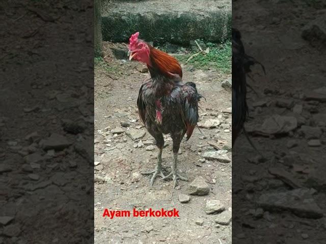 Suara ayam berkokok #suara #ayam #shorts