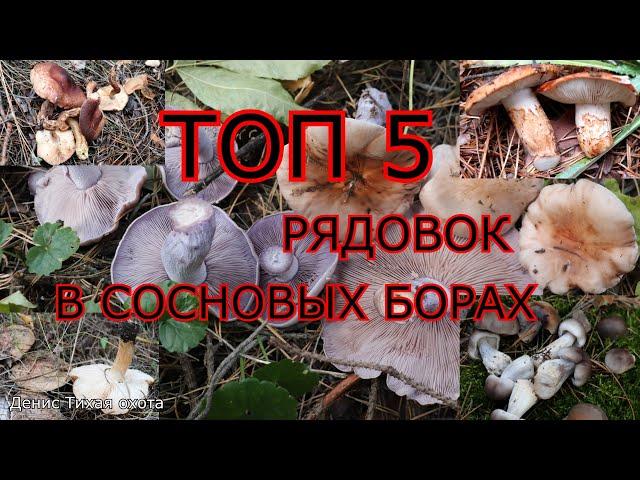 ТОП 5 малознакомых рядовок в сосновых борах