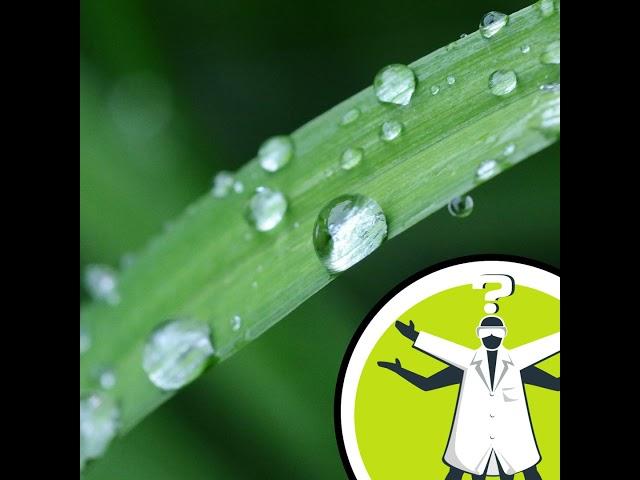 Do plants get cancer from UV light?