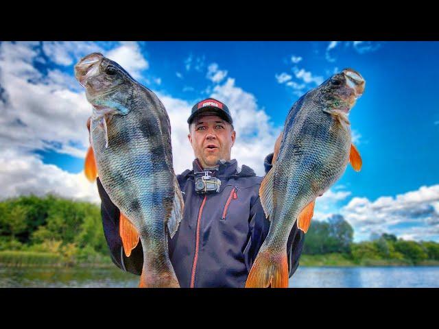 Big and biggest river perch! Fishing with my son I dreamed of