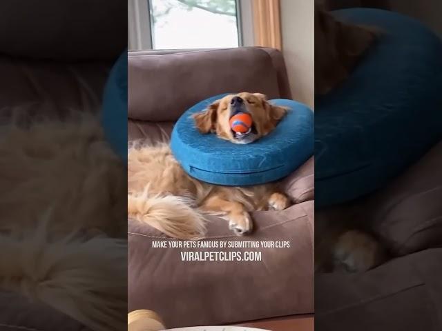 Funny Pet Videos  Best Cats & Dogs Clips  PART 3 #pets #cats #dogs #funny