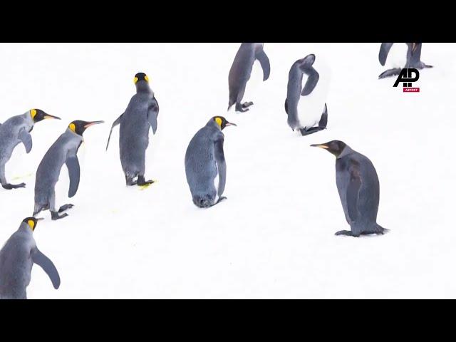 Belgian wildlife photography group spotts rare black king penguin in Antarctica