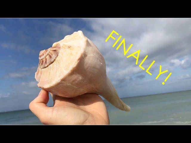 I finally found a giant shell! I paid $40 to park at the beach but it was worth it!