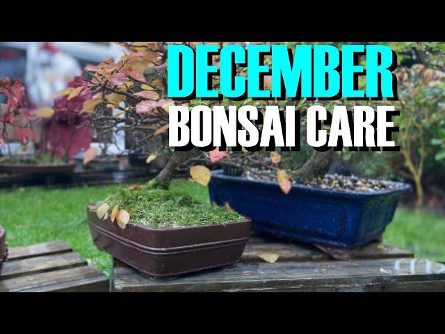 Avoid Disaster: December Bonsai Care