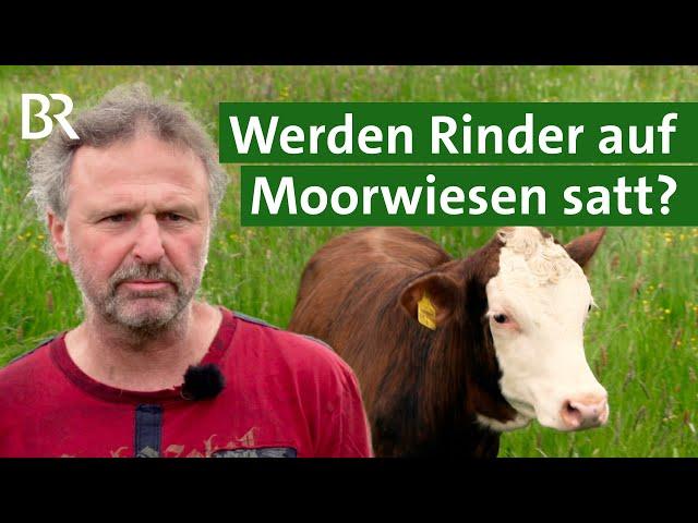 Rinder auf der Weide: Moore landwirtschaftlich nutzen | Naturschutz | Unser Land | BR