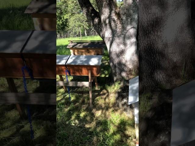 Top-bar Beehives