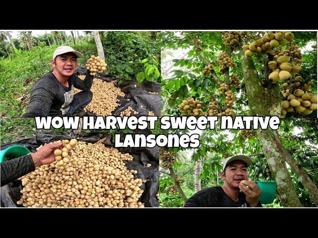 HARVEST SWEET NATIVE LANSONES.FRESH FROM THE FARM.