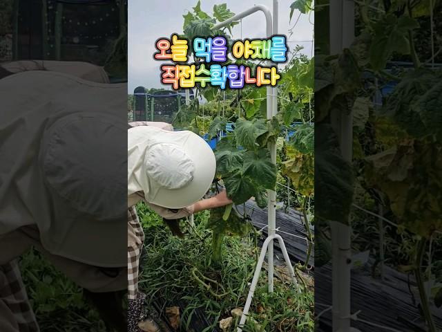 아이가 텃밭에서 장을봅니다~내가 직접 먹을 야채~#shorts#5도2촌#전원생활#주말에가는집#주말농부#초보농부#텃밭#강화도