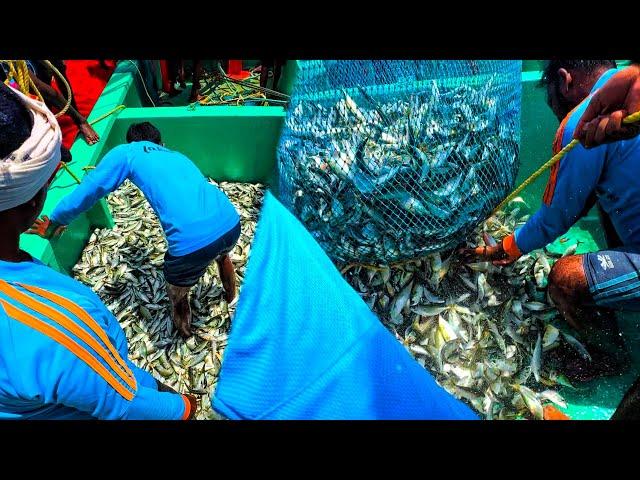 OMG! Tons of Mackerel and Prawns Caught in a Single Catch | Traditional Fishing