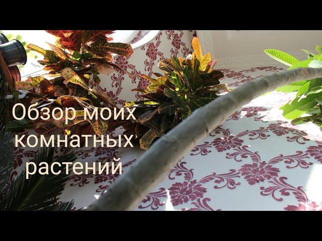 Обзор моих комнатных растений. Осень-Зима 2019. //Валентина Земскова
