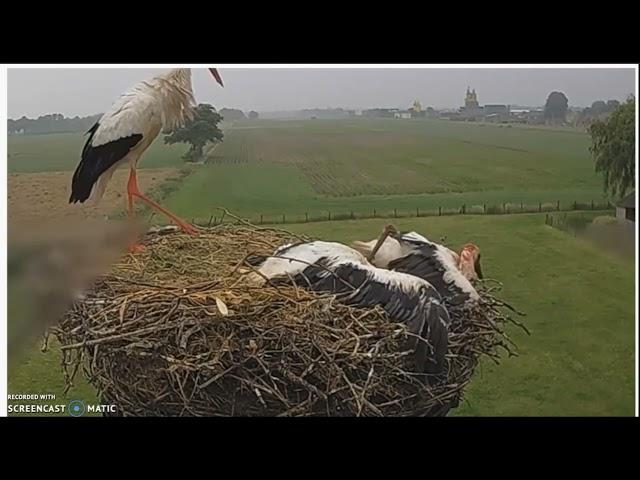 ANOTHER BRUTAL ATTACK BY AN INTRUDER STORK