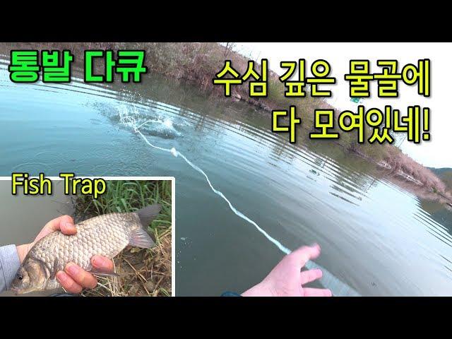 Crucian Carp catching by fish trap & fishing