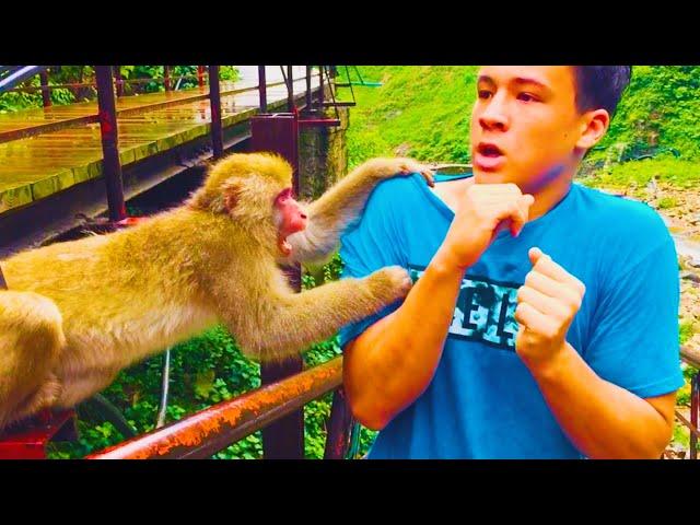 Animals Unexpected Attack On Human - Funny Animals Attack || PETASTIC 