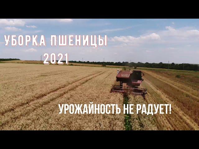 Уборка Пшеницы 2021! Урожайность не радует!