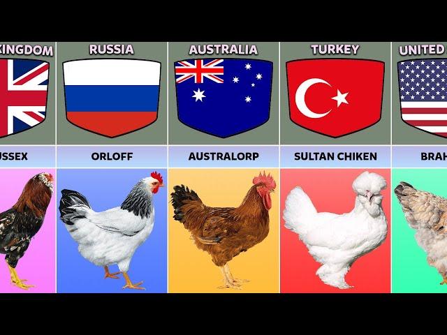 Chicken Breeds From Different Countries