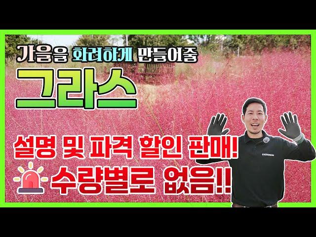 가을을 화려하게 만들어줄 그라스! 파격 할인판매!!