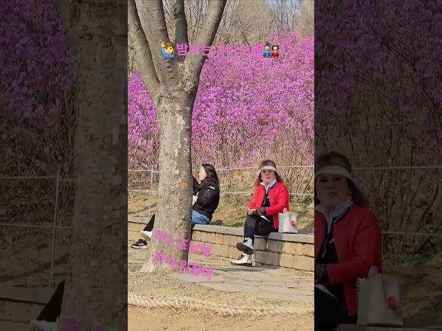 #밤비는내리는데 1집‍️‍ (조남채.가수)진달래축제 무지개노래사랑기획‍️‍