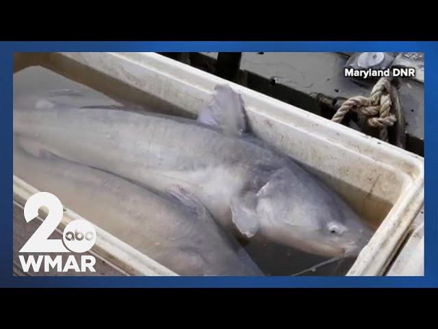 Invasive blue catfish are threatening native species of the Chesapeake Bay