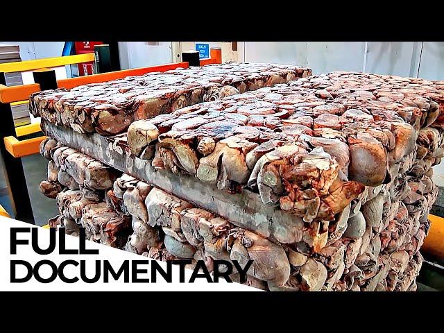 Inside The Pet Food Factory | ENDEVR Documentary