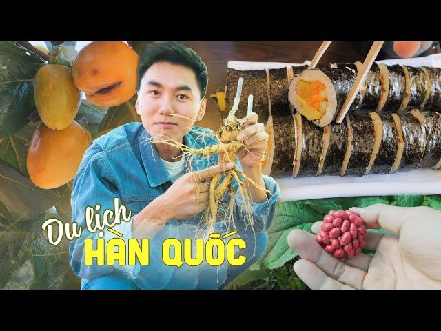 Du lịch ẩm thực Hàn Quốc #:1 Về quê đào và ăn nhân sâm