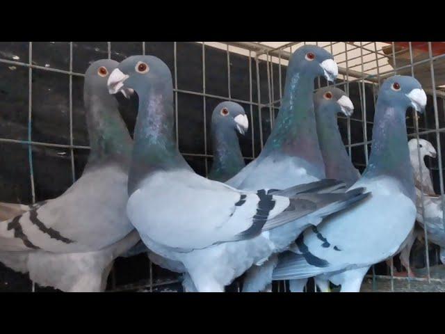 Top 10 gorgeous german beauty homer pigeons | beautiful beauty homer pigeon in the world