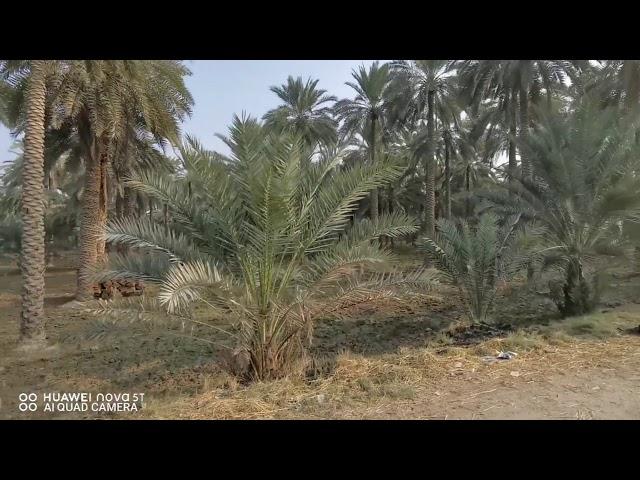 Dates Garden | Sukkur | Sindh | Pakistan