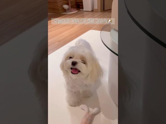 강아지가 기분이 좋을 때! 