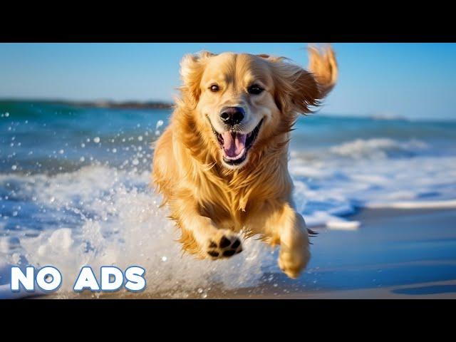 12 Hours Anti Anxiety Music for Dogs  Stress Relief Music For Dogs  Calming Music For Dogs