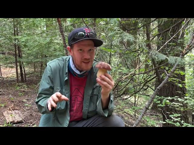 Foraging for Spring Kings (Boletus rex-veris) in the Sierra Foothills