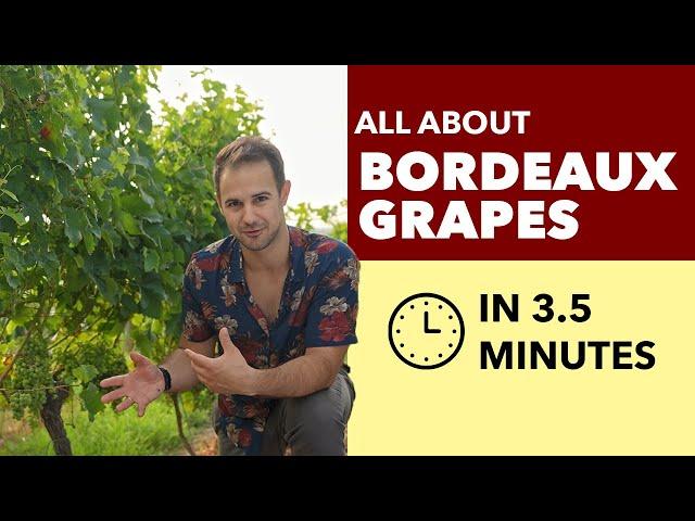 Bordeaux Grapes - All About Bordeaux Blends + Whites from Bordeaux, France