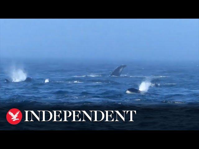 Orcas attack humpback whales off Washington coast