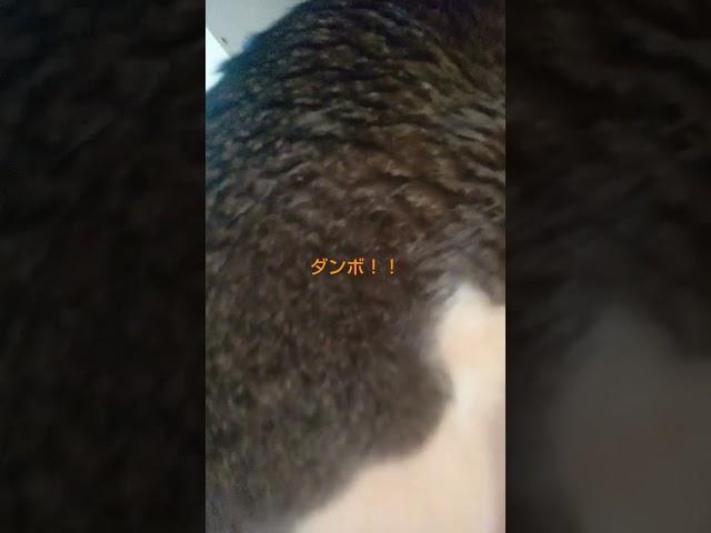 今日のダンボ！！のびのびダンボ！！