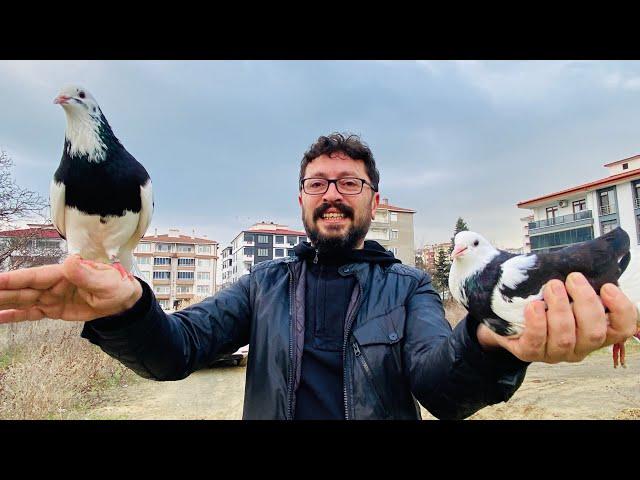 GEMLİKLİ VE KAYIKÇI DÖNEK GÜVERCİNLERDEN EFSANE DÖNÜŞ (ÜMİT KILIÇ'IN DÖNEK GÜVERCİNLERİ)