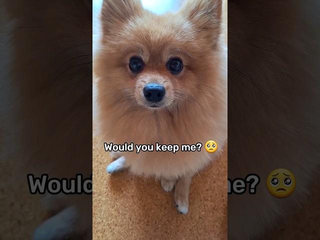 Would You Adopt This Dog?  #shorts #dog #pomeranian