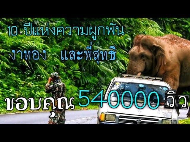 พลายงาทองและพี่สุทธิพร สินค้า#ช้างป่าเขาใหญ่#elephants