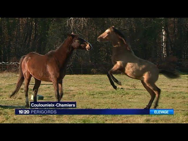 Les poneys Connemara de Coulounieix-Chamiers