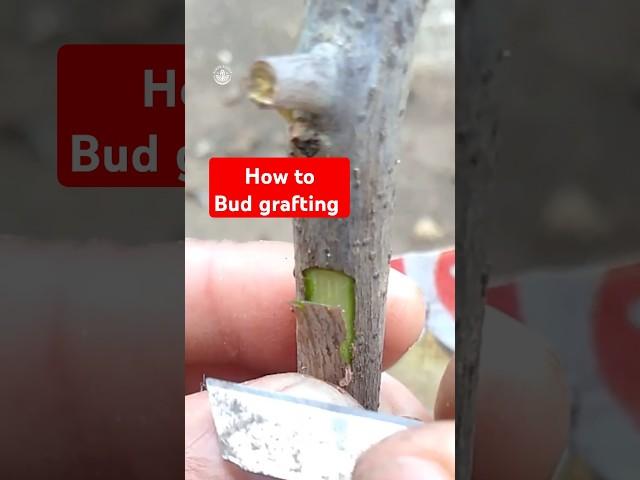 How to bud grafting #grafting #budgrafting #bougainvillea #gardening #howto #howtografting