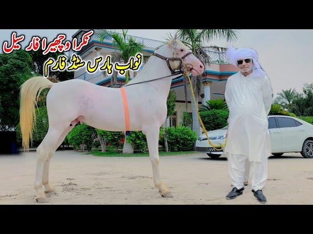 White Nukra Horse For Sale | Horse For Sale In Pakistan | Nawab Horse Stud Farm