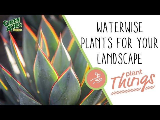 Top Waterwise Plants (Groundcover, Trees, Grasses and Shrubs)