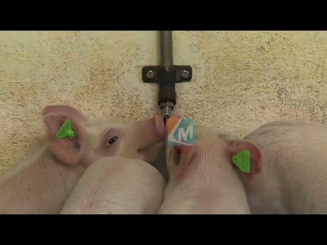 Pig Nipple Drinker: A Comprehensive Review & Demonstration