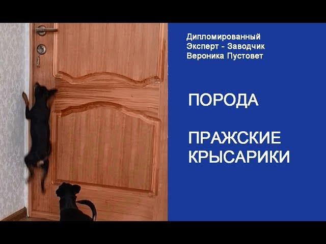 Пражский крысарик - умная собака #Shorts