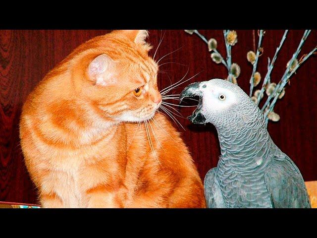 Смешные попугаи достают кошек - Parrot teasing the cat - Приколи попугаи и кошки