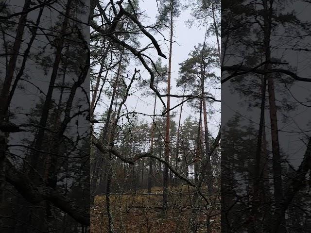 Вековые дубы рядом с самой высокой точкой Пущи-Водицы (08.12.2024)