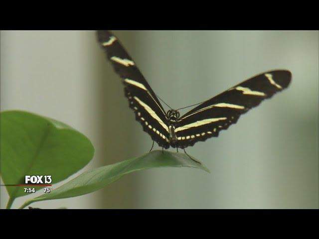 The zebra longwing butterfly