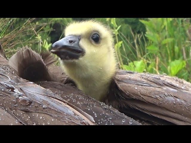 Baby Gosling Hiding In Mom Goose From Rain Close Up